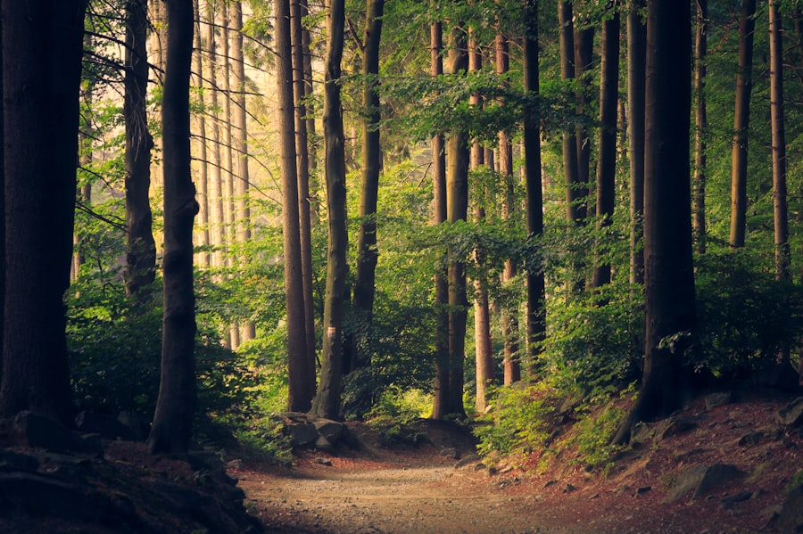 Sunbeam forest